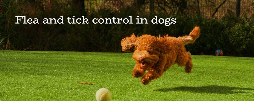 Flea and tick control in dogs